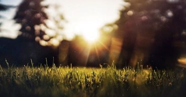 Horticulture Turfgrass Selection Landscaping Florida