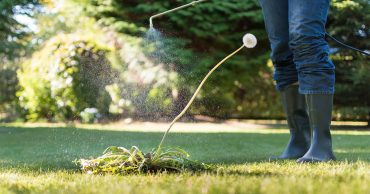 Central Florida landscape Horticulture services Weeds In Florida lawns